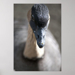 Goose Poster