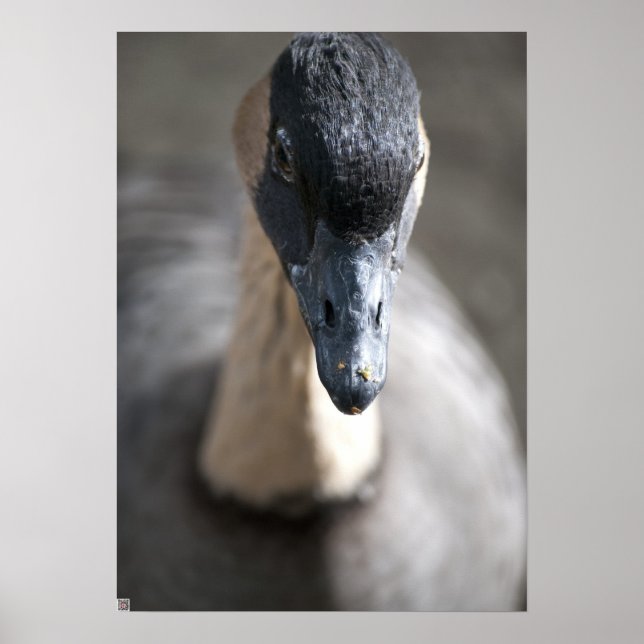 Goose Poster (Front)