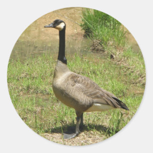 Goose Stickers