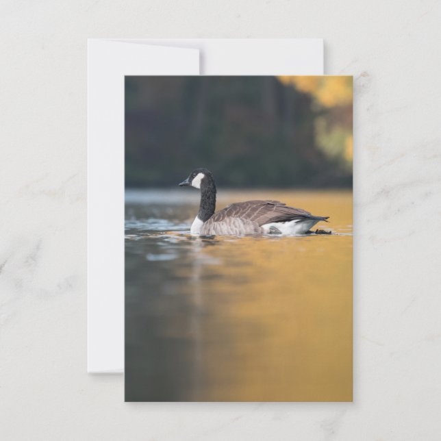Goose Wildlife Photo Card (Front)