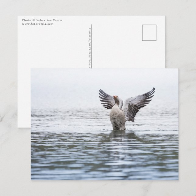 Goose Wildlife Photo Postcard (Front/Back)