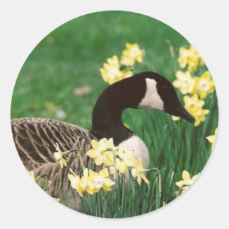 GOOSE WITH DAFFODILS CLASSIC ROUND STICKER