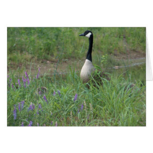 Goose with Hiding Goslings