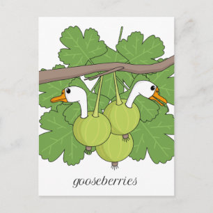 Gooseberries Postcard