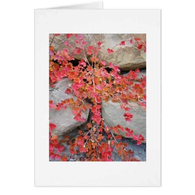 Gooseberry Bush Card (Front)