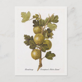 Gooseberry 'Crompton's Sheba Queen' Postcard