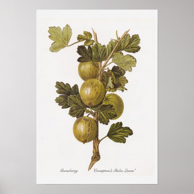 Gooseberry 'Crompton's Sheba Queen' Poster (Front)