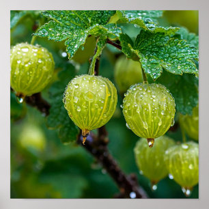Gooseberry nature art poster