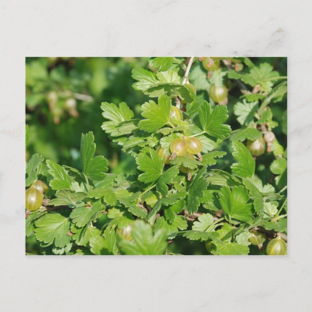 gooseberry postcard (Front)