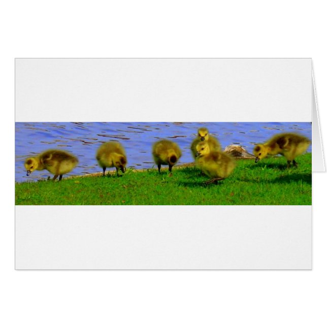 gooselings (Front Horizontal)