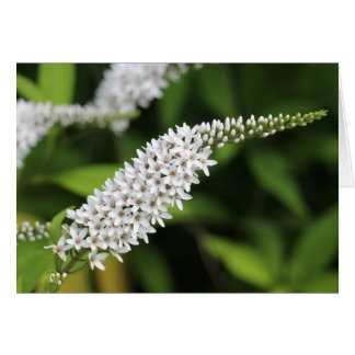 Gooseneck Loosestrife