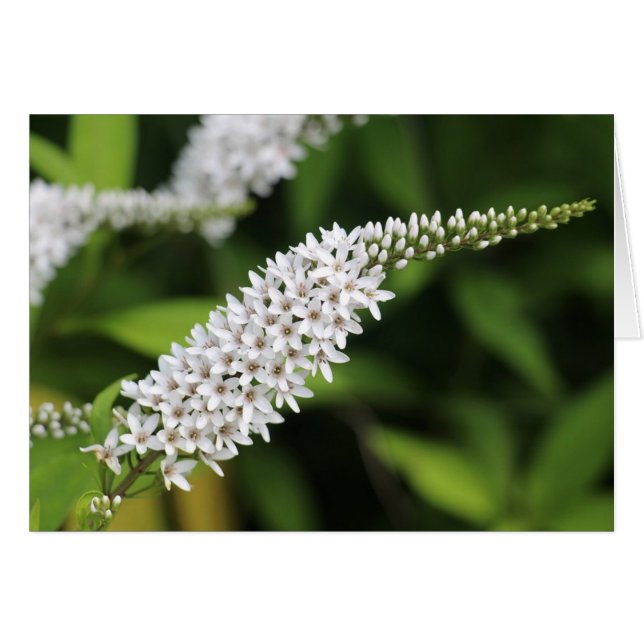 Gooseneck Loosestrife (Front Horizontal)