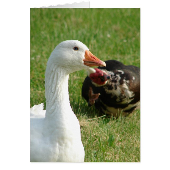 Goosey and Muscovy Drake (Front)
