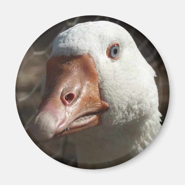 Goosey goosey magnet (Front)