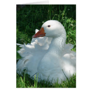 Goosey the Sebbie