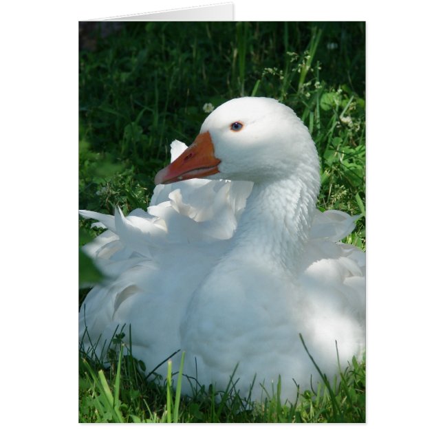 Goosey the Sebbie (Front)