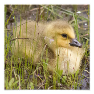 Goosling in the Reeds Photography Print