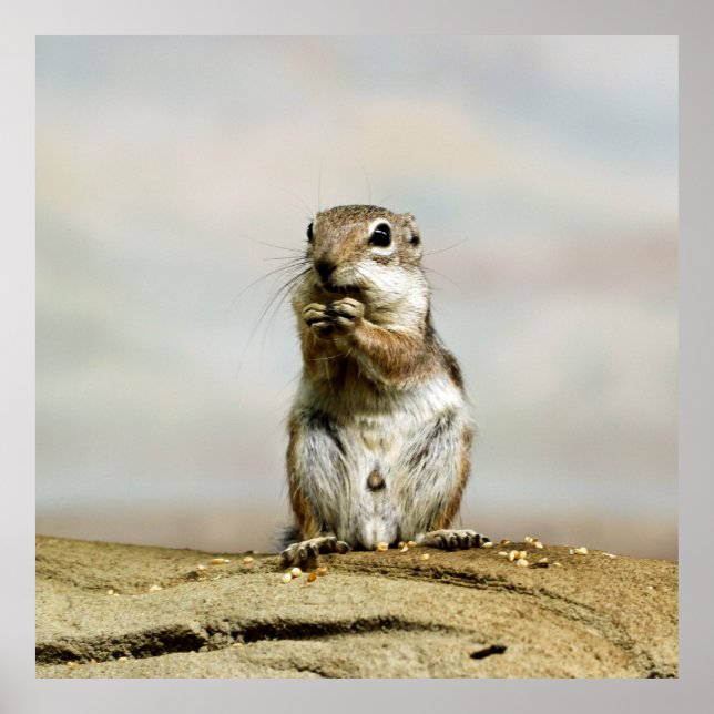 Gopher_005 Poster (Front)