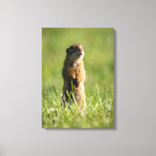Gopher Canvas Print