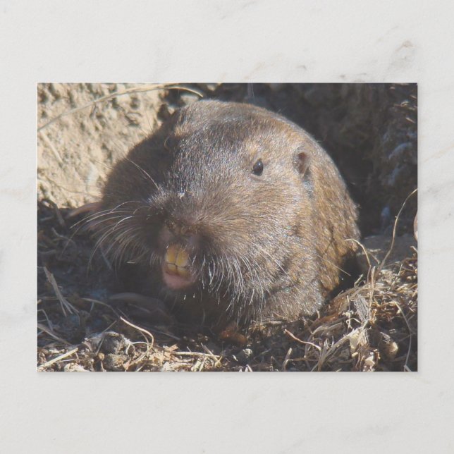 Gopher Postcard (Front)