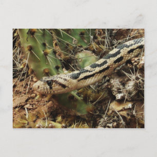 Gopher Snake Blank Postcard
