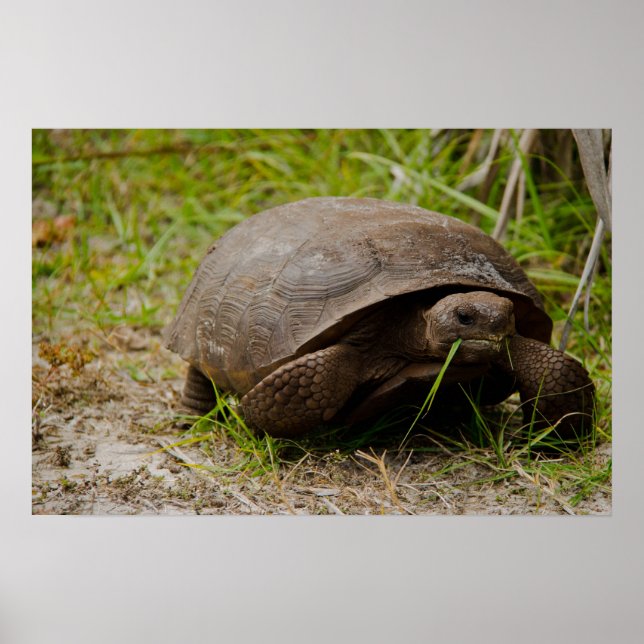 Gopher Tortoise Eats Grass Poster (Front)