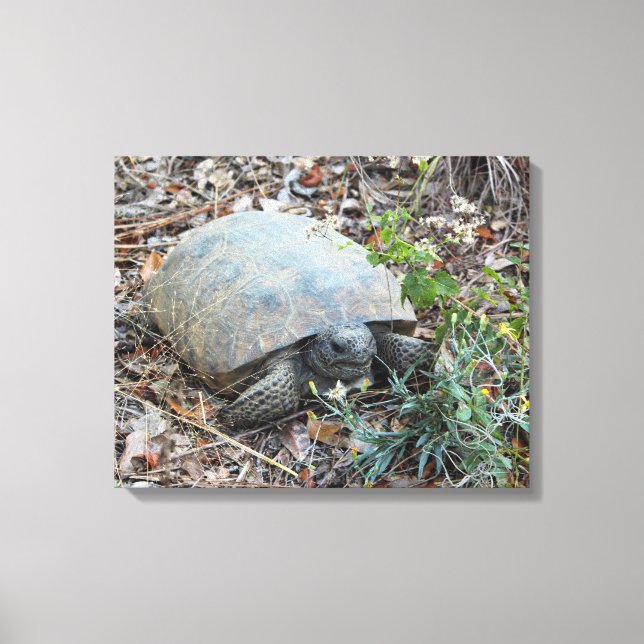 Gopher Tortoise on Morning Stroll Canvas Print (Front)