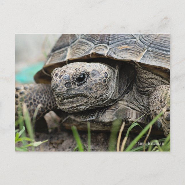 Gopher Tortoise Postcard (Front)
