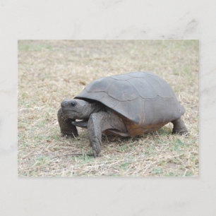 Gopher Tortoise Postcard