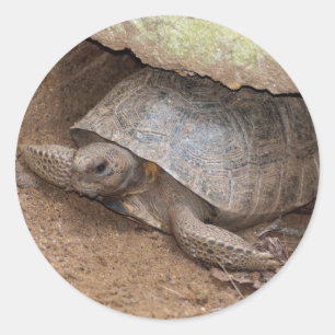 Gopher Turtle Classic Round Sticker