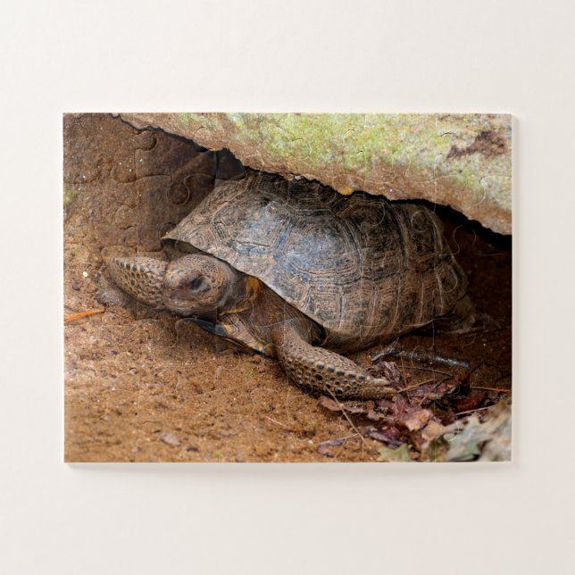 Gopher Turtle Jigsaw Puzzle (Horizontal)