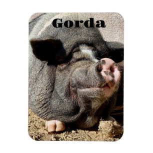 Gorda Magnet