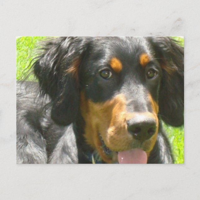 Gordon Setter Dog Postcard (Front)