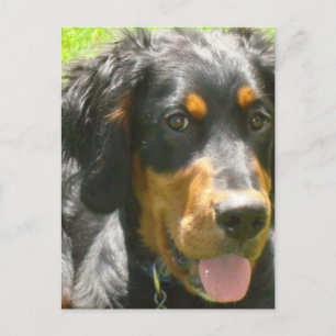 Gordon Setter Dog Postcard