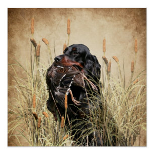 Gordon Setter , Duck hunting Tapestry Poster