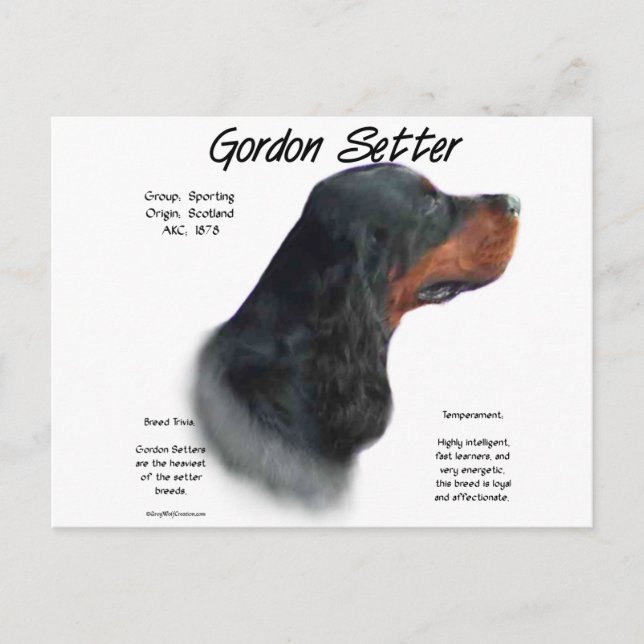 Gordon Setter History Design Postcard (Front)