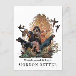 Gordon Setter,hunting season Postcard
