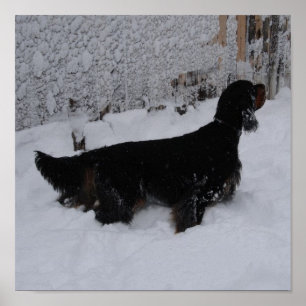 Gordon Setter in a Snowstorm Canvas Print