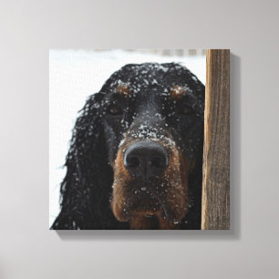 Gordon Setter in Winter Wrapped Canvas