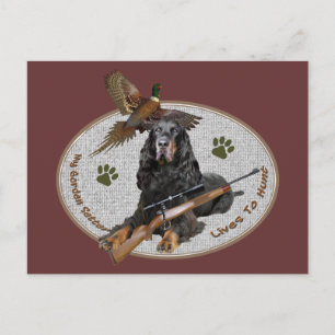 Gordon Setter Lives To Hunt Postcard