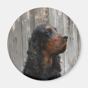 Gordon Setter Magnet
