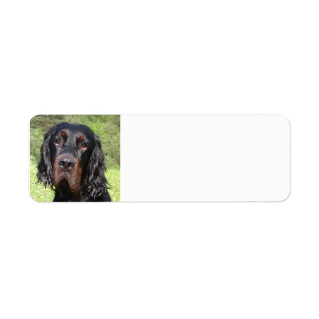 gordon setter.png (Front)