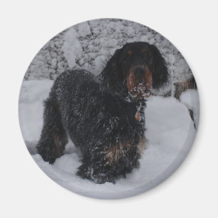 Gordon Setter Puppy Magnet