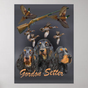 Gordon Setter  trio  hunts Poster