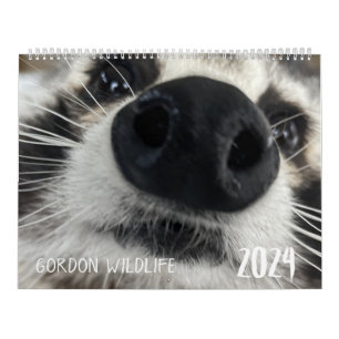 Gordon Wildlife Racoon Calendar 2024