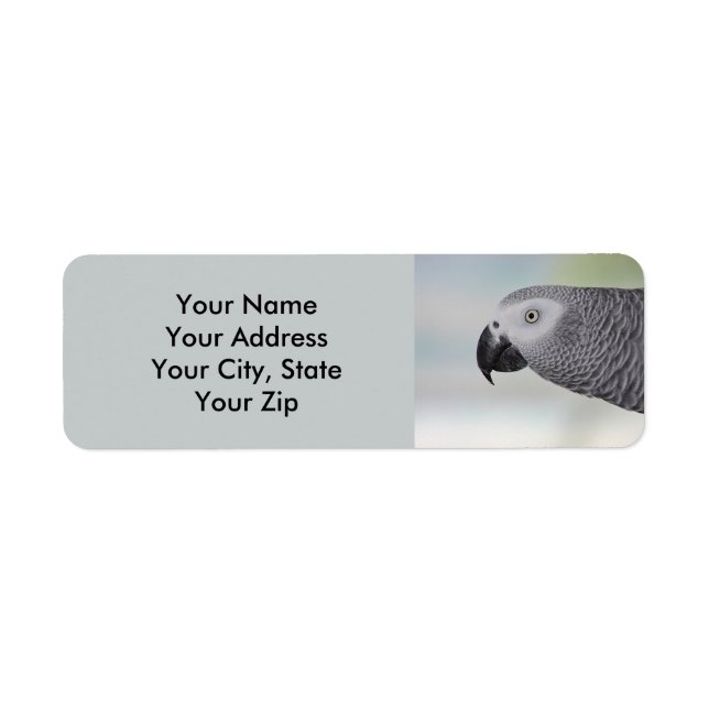 Gorgeous African Grey Parrot (Front)