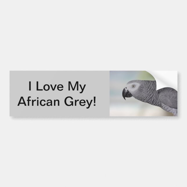 Gorgeous African Grey Parrot Bumper Sticker (Front)