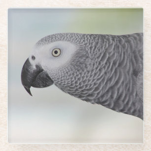 Gorgeous African Grey Parrot Glass Coaster