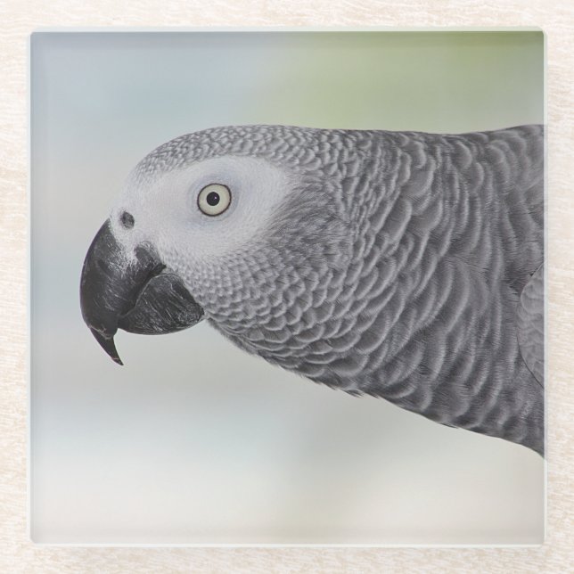 Gorgeous African Grey Parrot Glass Coaster (Front)
