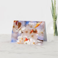 Gorgeous And Elegant Sakura Flowers In Springtime